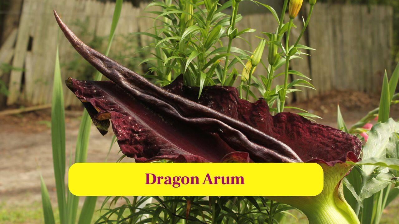 6. Dragon Arum: Dragon arum uses dark colours and carrion-like odours to attract flies, ensuring pollination through deception. (Image: Canva)