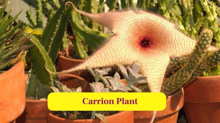 7. Carrion Plant: This small plant emits a rotting scent, drawing flies which inadvertently carry its pollen between flowers. (Image: Canva)