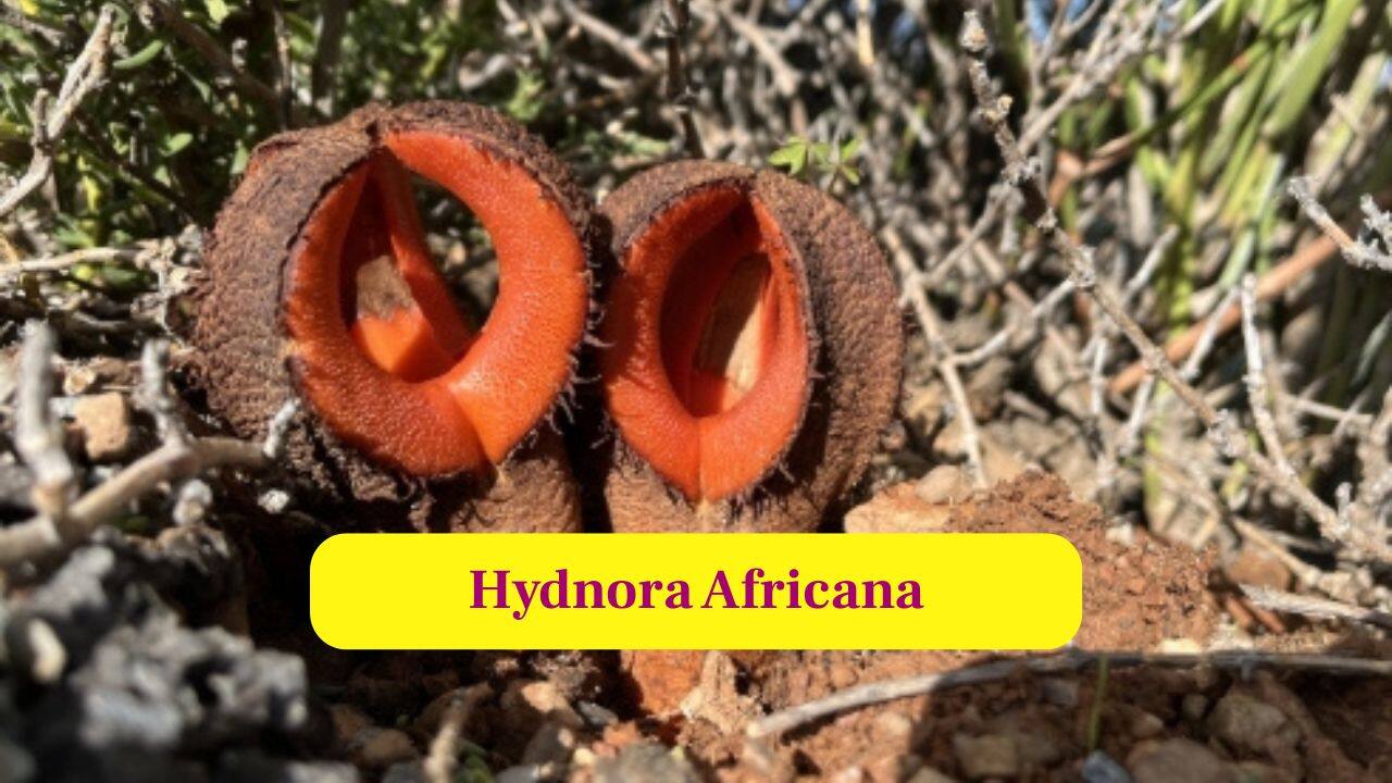 8. Hydnora Africana: A subterranean flower emits a stench of decaying matter, luring flies into its pollination chamber underground. (Image: Canva)