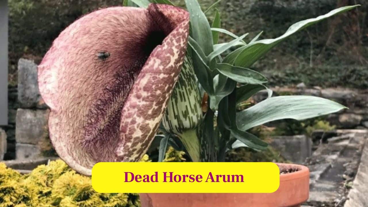 10. Dead Horse Arum: Dead horse arum mimics rotting meat with foul odours, attracting flies that unknowingly transfer pollen between flowers. (Image: Canva)