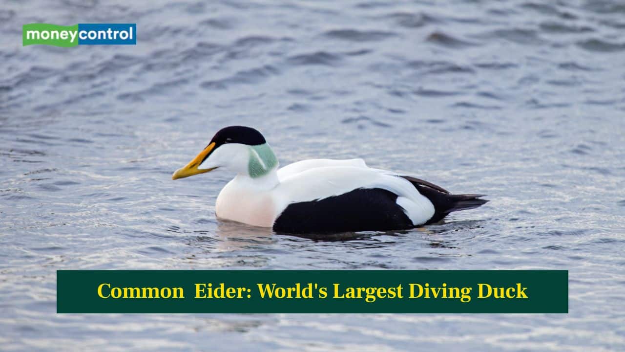 Common Eider: World’s Largest Diving Duck