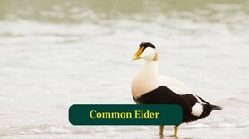 Common Eider: World’s Largest Diving Duck