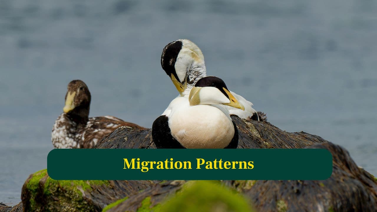 9. Migration Patterns: Common Eiders migrate seasonally, moving south in winter to avoid ice-covered waters while returning north to breed in spring. (Image: Canva)