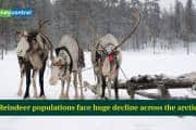 Reindeer populations face huge decline across the arctic- Here is what study says