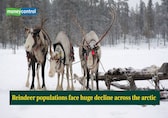 Reindeer populations face huge decline across the arctic- Here is what study says