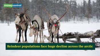 Reindeer populations face huge decline across the arctic- Here is what study says (Image: Canva)