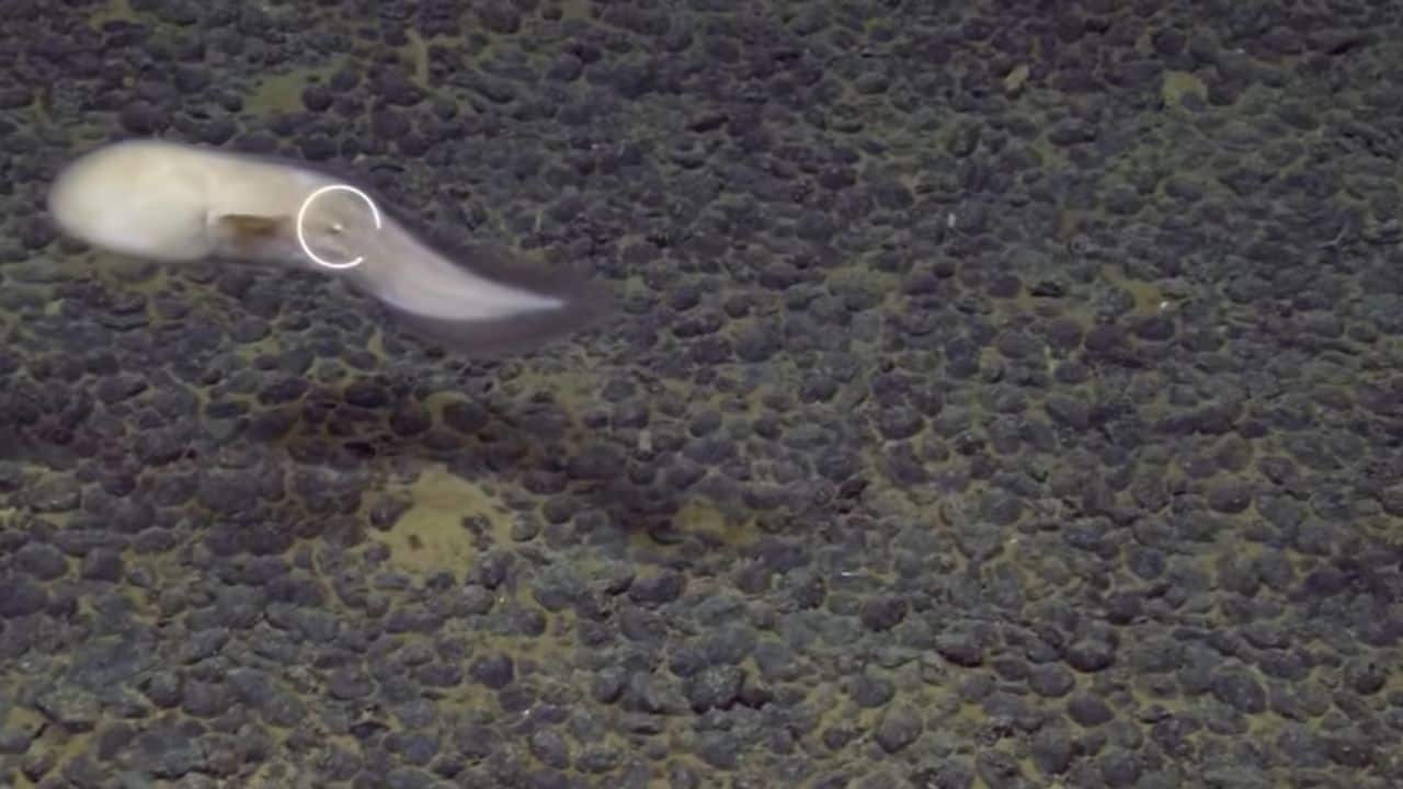 Mysterious deep-sea faceless fish found in South Pacific leaves scientists astonished