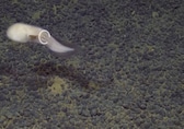 Mysterious deep-sea faceless fish found in South Pacific leaves scientists astonished