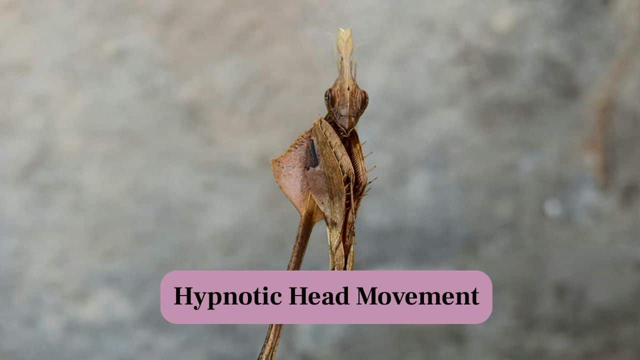 4. Hypnotic Head Movement: Its triangular head rotates with precision, scanning the surroundings like a miniature, living periscope in the wild. (Image: Canva)