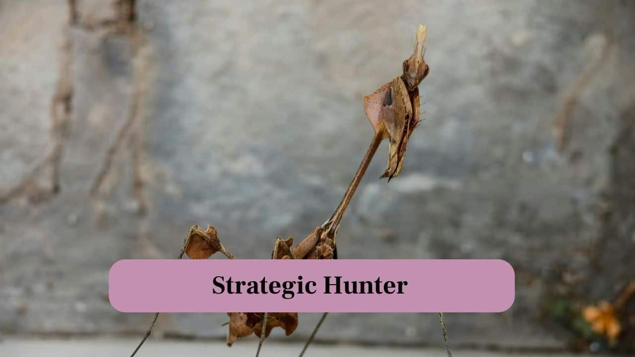 6. Strategic Hunter: The mantis calculates its attacks meticulously, combining patience, camouflage, and agility into an almost surgical hunting technique. (Image: Canva)