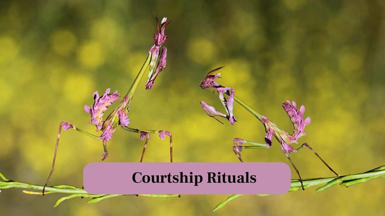 7. Courtship Rituals: Pink Empusa mantises perform delicate dances during mating, blending beauty with cautious survival instincts in their delicate world. (Image: Canva)