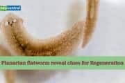 Study reveals how stem cells of freshwater flatworms could unlock human regeneration