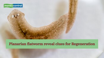 Planarian flatworms reveal clues for potential human tissue repair and regeneration. (Image: Canva)