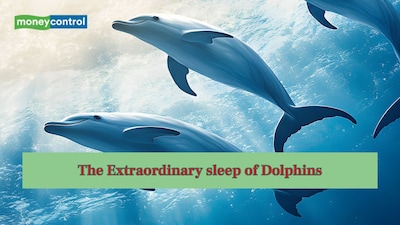 Always alert, even in dreams: The extraordinary sleep of Dolphins