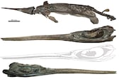 Scientists unearth the fossil of ‘Sword Dragon’, revealing ancient marine life