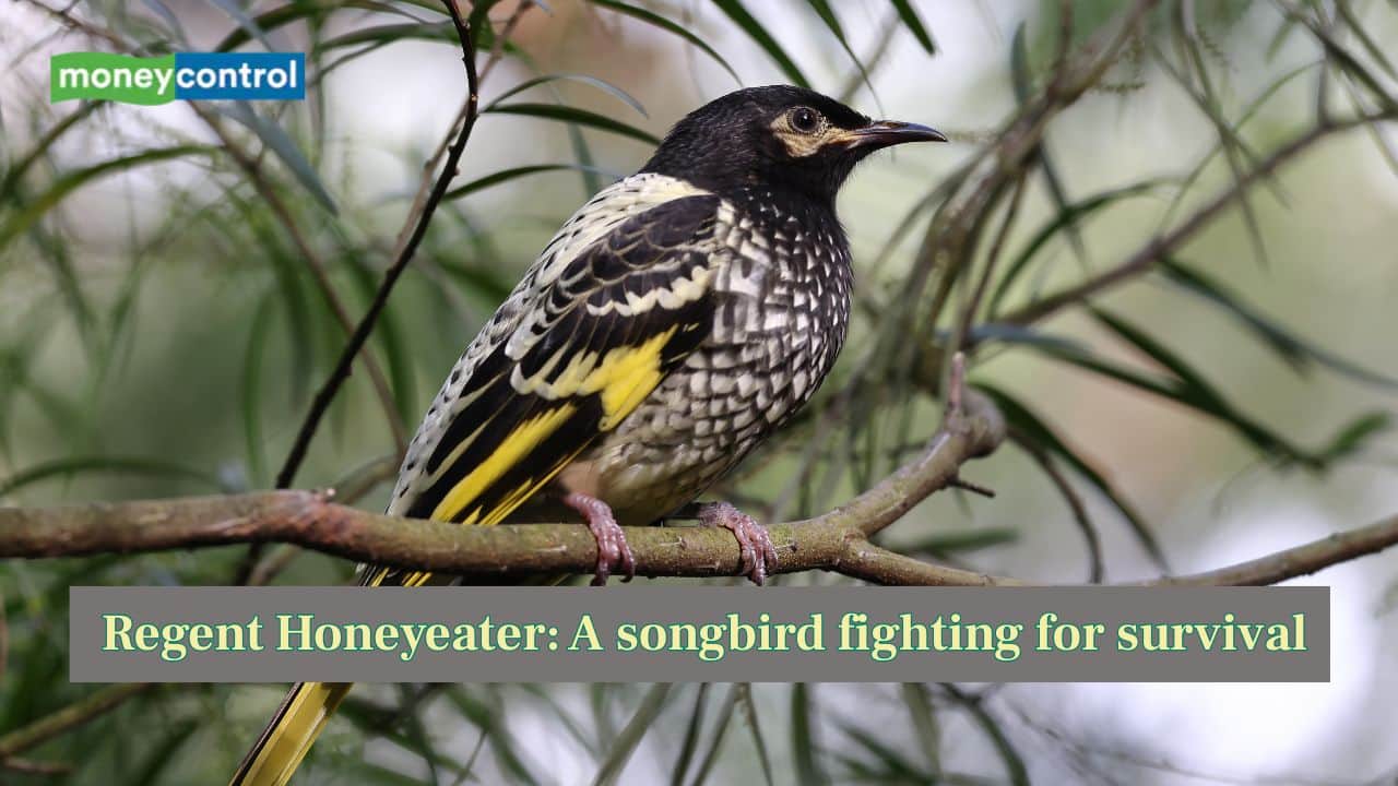 Regent Honeyeater: Meet this Australian songbird who is fighting for survival
