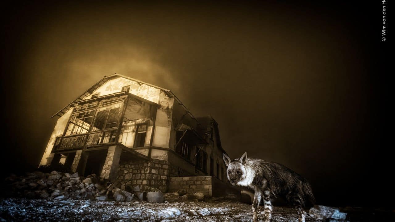 Haunting shot of rare hyena in ghost town wins 2025 Wildlife Photographer of the Year, here's its story