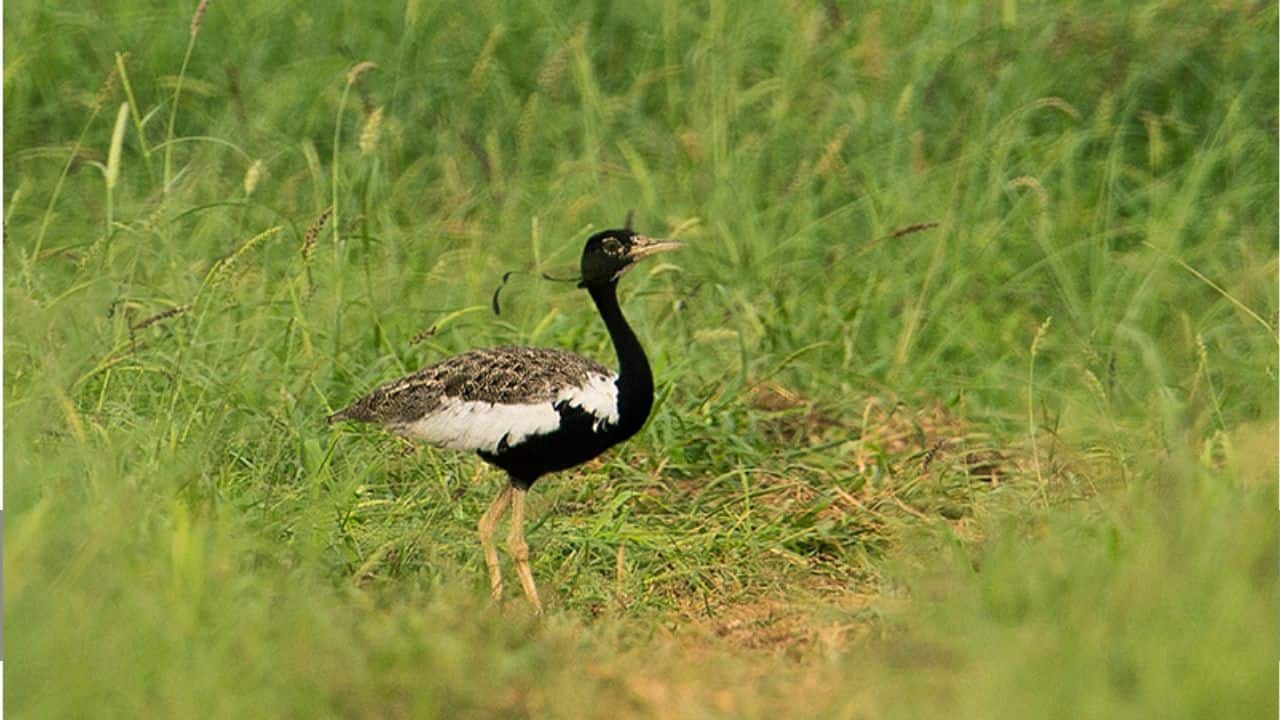 ‘Grass Peacock’ of India, known for swayamvar dance, on brink of extinction, warns WII