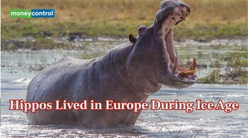 Hippos Lived in Europe During Ice Age (Image: Canva)