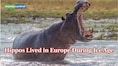 DNA Reveals Hippos Survived Europe’s Glacial Ice Age Against Expectations