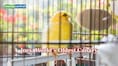 Joey, the world’s oldest canary, died at 34 after spending its entire life in a cage