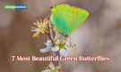 Nature’s Emerald Wings: 7 most beautiful green butterflies in the World