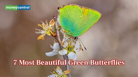 Nature’s Emerald Wings: 7 most beautiful green butterflies in the World