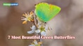Nature’s Emerald Wings: 7 most beautiful green butterflies in the World