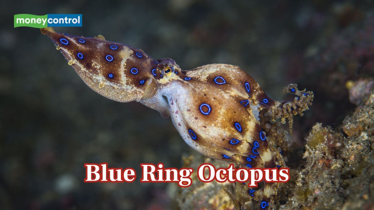 World’s most venomous blue-ringed octopus turns yellow to warn, one bite can kill humans