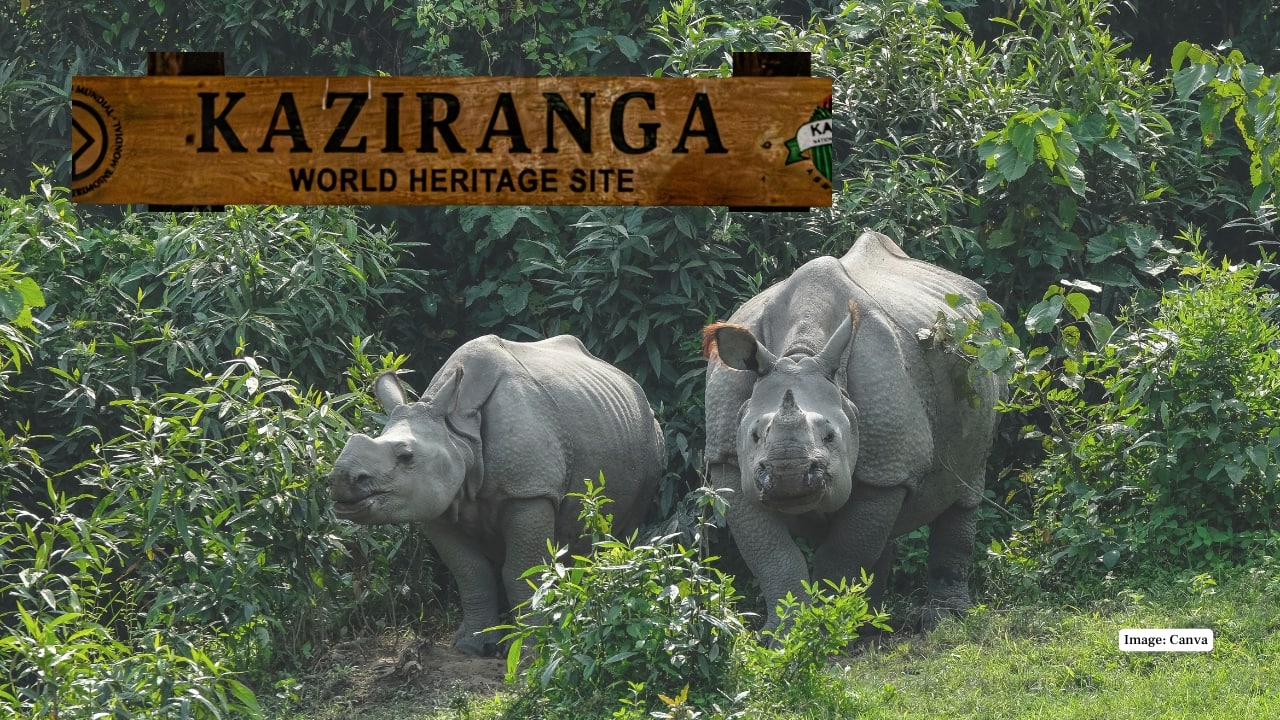 Kaziranga National Park, Assam: Best Time to Visit, Must-See Animals, and Travel Guide