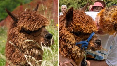 World’s oldest alpaca, Wainui, dies at the age of 27 in New Zealand