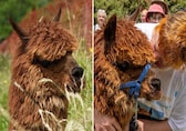 World’s oldest alpaca, Wainui, dies at the age of 27 in New Zealand