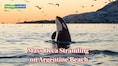 Mysterious mass stranding leaves 26 killer whales dead in Argentina, scientists seek answers