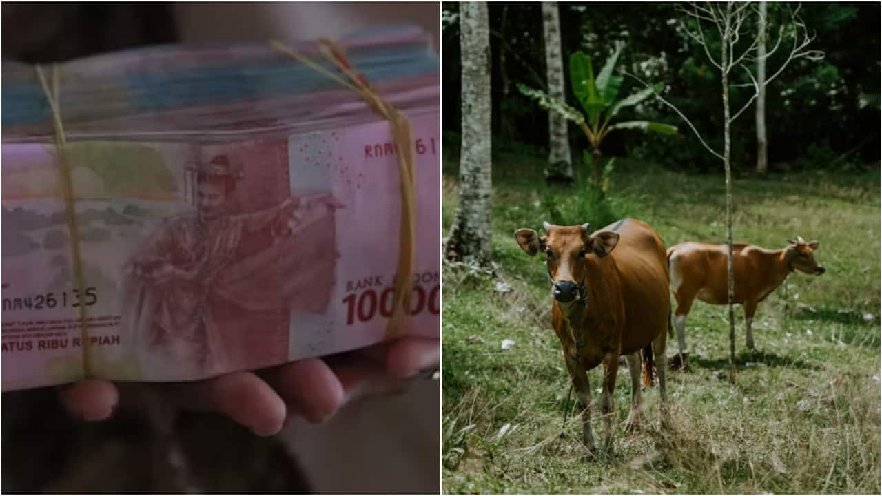 Indonesian man hands over cheating wife to lover, accepts cow, cash and copper vessel as settlement