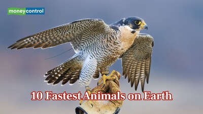 Nature’s speed champions: 10 fastest animals on Earth