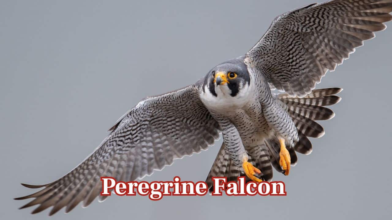 Nature’s speed champions: 10 fastest animals on Earth