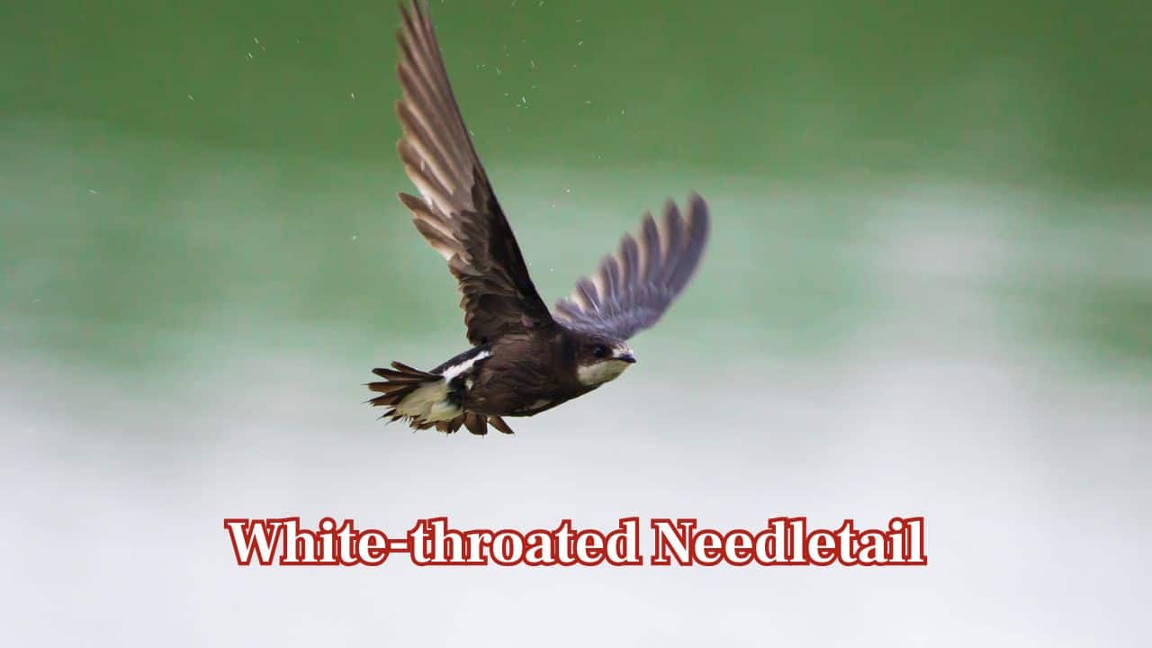 White-throated Needletail: Also referred to as the spine-tailed swift, the bird travels 169 km/h in flat flight. Its body is aerodynamic and allows it to cut through the air with unparalleled agility. (Image: Canva)