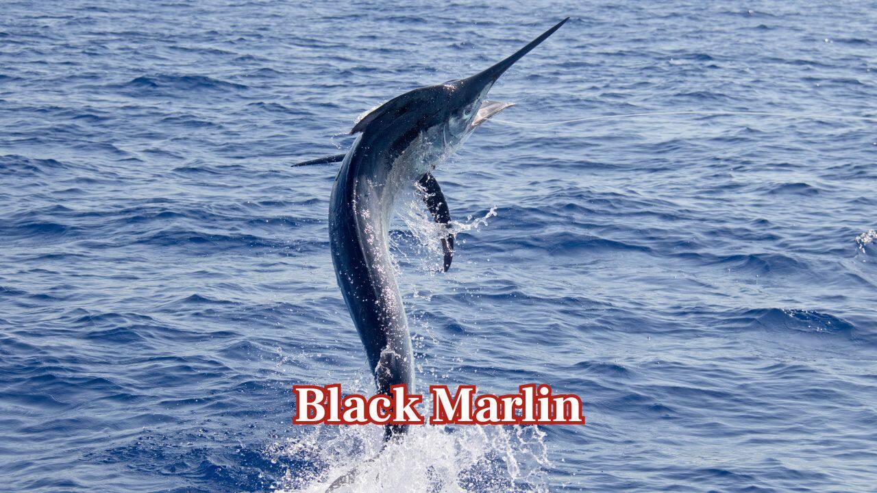 Black Marlin: The Black Marlin is the ocean's fastest fish and swims at a rate of up to 132 km/h. Its broad, muscular body and pointed bill allow it to slice through the water with ease. (Image: Canva)