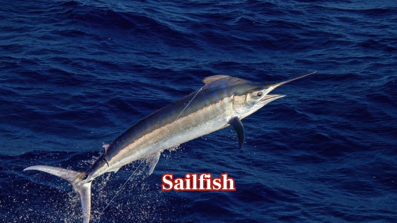Sailfish: With a maximum speed of 110 km/h, the Sailfish is an ocean sprinter. Its huge dorsal fin serves as a sail, assisting it in maneuvering quickly when it's pursuing prey. (Image: Canva)