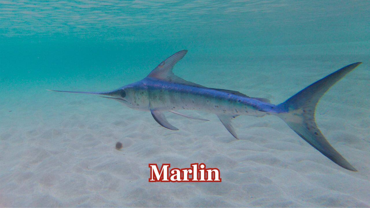 Marlin: It is closely related to the Black Marlin and reaches speeds close to 80 km/h. Its streamlined shape and strong tail enable it to be an effective ocean predator. (Image: Canva)
