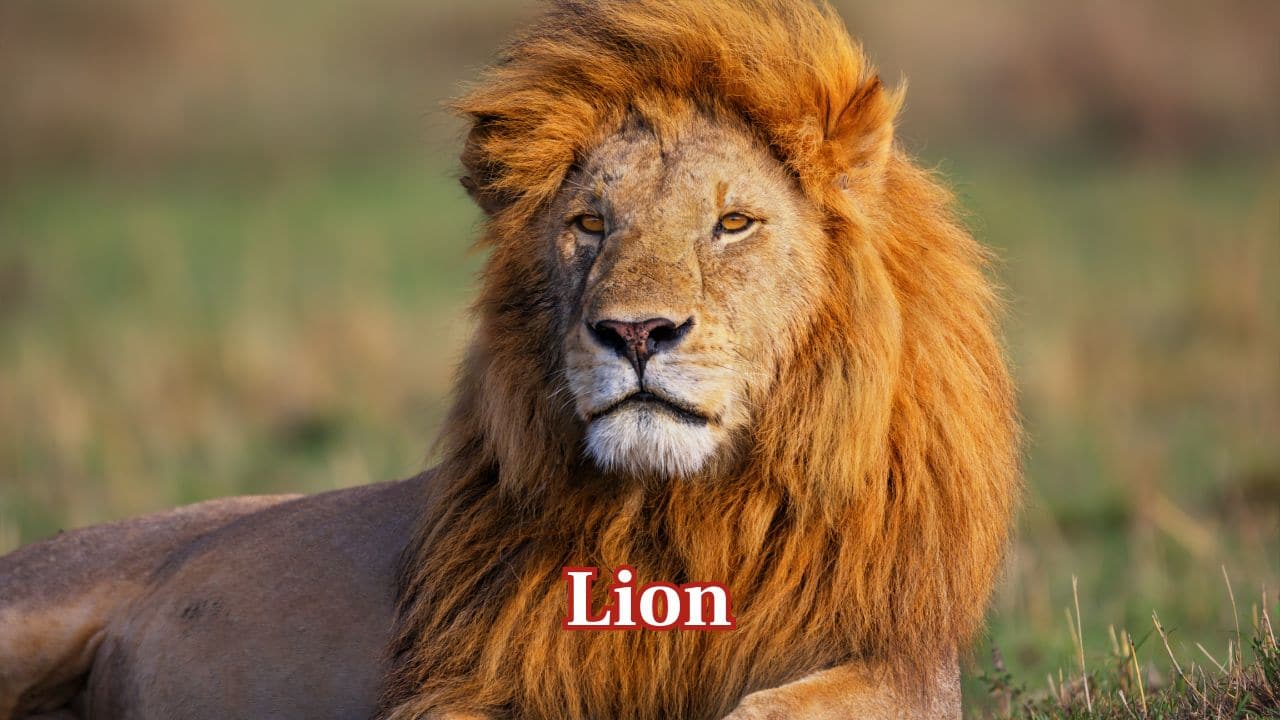 Lion: The Lion, Africa's top predator, can reach a speed of 80 km/h for brief distances when ambushing prey on the open savannah. (Image: Canva)
