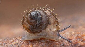 The newly discovered species has been given the common name Tilari hairy snail. (Image: Bhosale et al., Journal of Conchology, 2025 (CC BY 4.0))