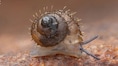 New hairy snail species found in Maharashtra’s Tilari forest, named after a Japanese animator