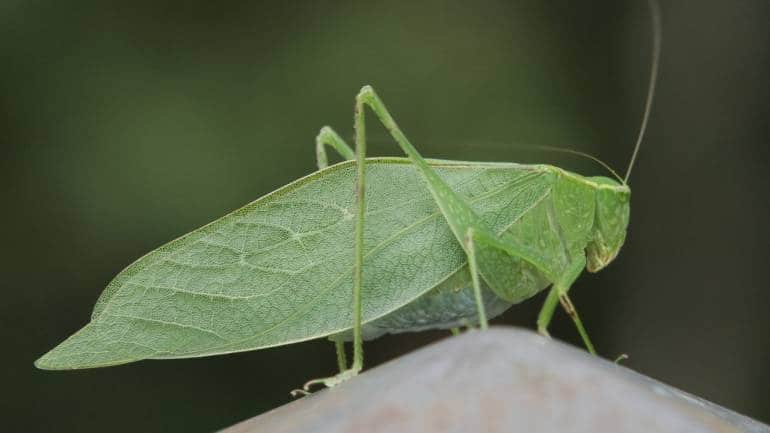 The most striking feature of katydids is their ability to mimic leaves perfectly. (Image: Canva)
