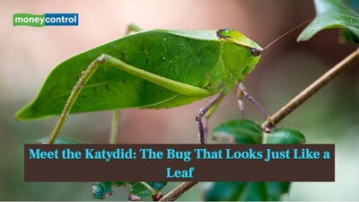Meet the Katydid: The Bug That Looks Just Like a Leaf