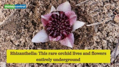 This rare orchid lives and flowers entirely underground – here’s how it thrives