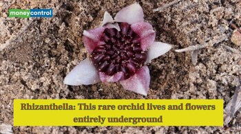 Rhizanthella: This rare orchid lives and flowers entirely underground (Image: Canva)