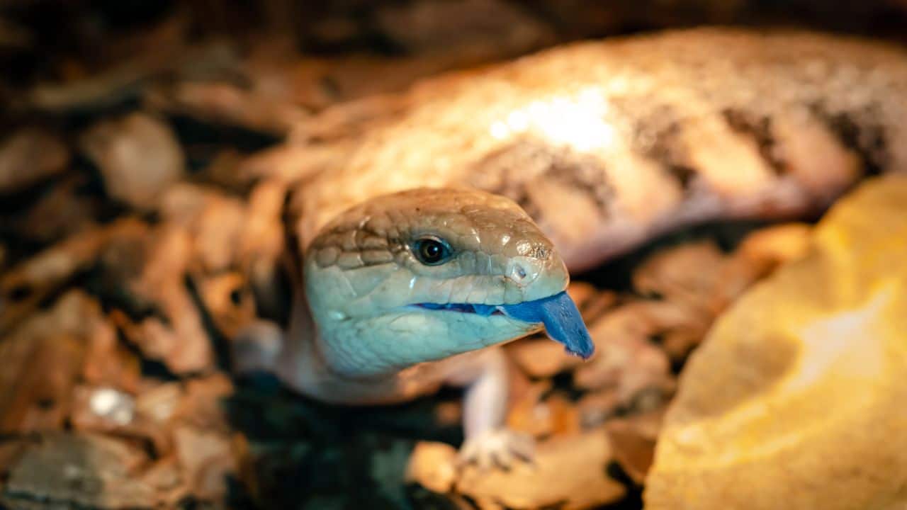 When in fear, this medium-size lizard opens its mouth, which bears a bright blue tongue. (Image: Canva)