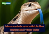 Science reveals the secret behind the Blue-Tongued Skink’s vibrant tongue