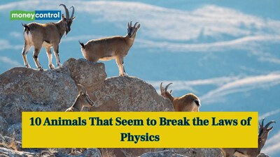 10 Animals That Seem to Break the Laws of Physics